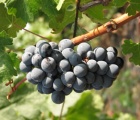 wine making