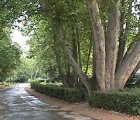 Trees on Margitsziget