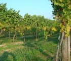 Vineyard in Hungary