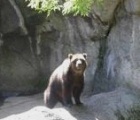 Bear at Budapest zoo