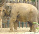 Elephant at Budapest zoo